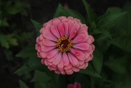 Фотоапарат Canon EOS 4000D BK 18-55 (3011C004AA) фото від покупців 3