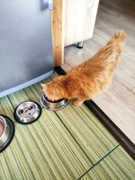 Сухой корм для взрослых кошек Purina Friskies с говядиной, курицей и овощами 10 кг фото от покупателей 19