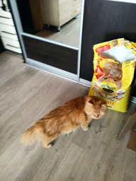 Сухой корм для взрослых кошек Purina Friskies с говядиной, курицей и овощами 10 кг фото от покупателей 18