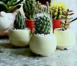 Керамический горшок для суккулентов Mini Plant маленького размера 6,2х6,3см Круг Красный фото от покупателей 5