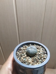 Субстрат Lechuza Pon (лечуза) 2.5 л (ручне фасування)