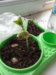 Набір для вирощування рослин HOME FLORARIUM, укр(HFL-01-01U) фото від покупців 4