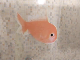 Шторка для ванної та душу Spirella Goldfish 180x200 см, PEVA (10.00097) фото від покупців 2