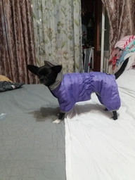 Комбінезон Collar AiryVest One для собак, розмір XS 25 Блакитний (24122)