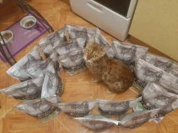 Сухий корм Purina Pro Plan Sterilised Adult 1+ Renal Plus для стерилізованих котів з індичкою 1.5 кг фото від покупців 1