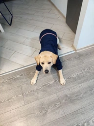 Куртка-дощовик для собак Noble Pet Moss Yellow M-Short (M4108/M-Short)