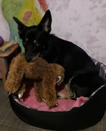 Іграшка для собак Trixie Лінивець 56 см (4011905356716) фото від покупців 6