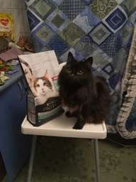 Сухой корм Purina Pro Plan LiveClear для стерилизованных кошек старше 7 лет, с индейкой 1.4 кг (7613287232731) фото от покупателей 1