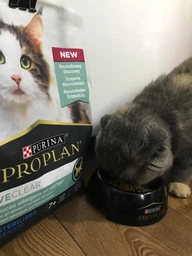 Сухой корм Purina Pro Plan LiveClear для стерилизованных кошек старше 7 лет, с индейкой 1.4 кг (7613287232731) фото от покупателей 1