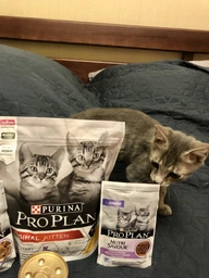 Упаковка вологого корму для кошенят Purina Pro Plan Kitten Healthy Start шматочки в соусі з індичкою 26 шт по 85 г (7613287107503) фото від покупців 13