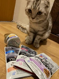 Консервированный корм Purina Pro Plan Veterinary Diets Baby Kitten Нежный мусс с курицей для котят 85 г (8445290673718) фото от покупателей 18
