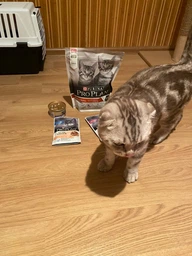 Консервированный корм Purina Pro Plan Veterinary Diets Baby Kitten Нежный мусс с курицей для котят 85 г (8445290673718) фото от покупателей 17