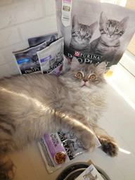 Вологий корм для кошенят Purina Pro Plan Kitten Healthy Start шматочки в паштеті з індичкою 75 г (77653) фото від покупців 16