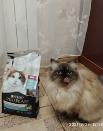 Сухий повнораціонний корм для стерилізованих котів старше 7 років Purina Pro Plan LiveClear для зменшення алергенів на шерсті з індичкою 1.4 кг фото від покупців 18