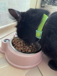 Сухой корм для кошек Purina Friskies Indoor с курицей и овощами 1.5 кг (7613031341887) фото от покупателей 8