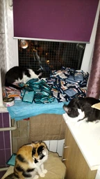 Консервований корм Purina One Adult З куркою та зеленою фасолею 24 шт х 85 г (7613038255743-24) фото від покупців 6