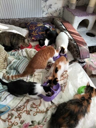 Консервований корм Purina One Adult З куркою та зеленою фасолею 24 шт х 85 г (7613038255743-24) фото від покупців 4
