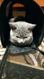 Сумка-переноска для кошек и собак до 5 кг (S)