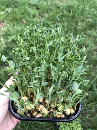 Набір для вирощування мікрозелені Panda microgreen на 14 врожаїв (ТОП 10 видів культур) фото от покупателей 3