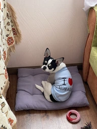 Стильний светр для тварин, розмір M, Блакитний