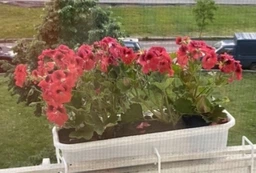 Балконный ящик для цветов Form-Plastic Venus прямоугольный 8,5 л 16 х 13 х 80 см Антрацит без подставки