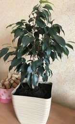 Горщик для квітів Form-Plastic Sahara міні Квадро-23 7,5 л антрацит (3650-014)