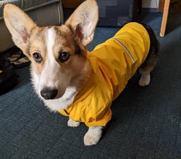 Куртка-дощовик для собак Noble Pet Moss Yellow M-Short (M4108/M-Short) фото от покупателей 12
