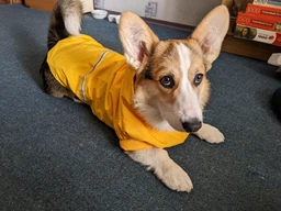 Куртка-дощовик для собак Noble Pet Moss Yellow M-Short (M4108/M-Short) фото от покупателей 11