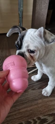 Іграшки KONG Puppy Іграшка груша-годівниця для цуценят, рожева L (31115_рожевий)