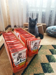 Вологий корм для кішок Club 4 Paws Premium Плюс з кроликом в желе , 85 г фото від покупців 10
