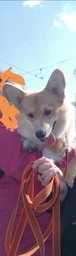 Поводок Lucky Pet капроновый прорезиненный оранжевый (4820224214931) фото от покупателей 4