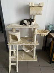 Ігровий комплекс (дряпка), будиночок для кота 140х75×40 см Avko CatTree сіра 1950 - кілька платформ для лазання та ігор, будиночок для відпочинку, лежак фото від покупців 5