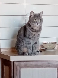 Сухий корм BonaCibo Kitten 5 кг (BC407929)