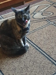 Упаковка влажного корма для кошек с чувствительным пищеварением Purina Cat Chow кусочки в подливе с лососем и цуккини 85 г x 26 шт. фото от покупателей 1