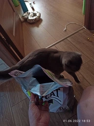 Сухой корм Happy Cat Sterilised Weide-Lamm для стерилизованных кошек и кастрированных котов с ягненком 4 кг фото от покупателей 1