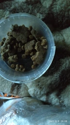 Сухой корм для взрослых кошек Purina Cat Chow Adult с курицей и индейкой 15 кг фото от покупателей 2