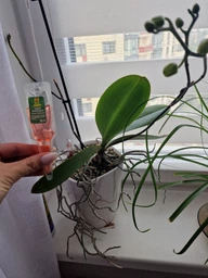 Вазон Lechuza Orchidea 20 білий матовий 13960 фото від покупців 3