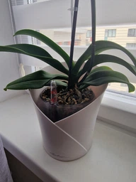 Вазон Lechuza Orchidea 20 білий матовий 13960 фото від покупців 1