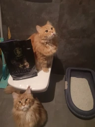 Комкуючий бентонітовий наповнювач для котячого туалету CAT ROYAL лаванда 5 л фото від покупців 5