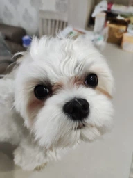 Сухий корм для собак дрібних порід з білою шерстю Nature's Protection Superior Care White Dogs Adult Small з ягням 17 кг (4771317459930) фото від покупців 8