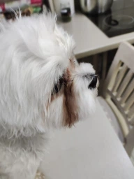 Сухий корм для собак дрібних порід з білою шерстю Nature's Protection Superior Care White Dogs Adult Small з ягням 17 кг (4771317459930) фото від покупців 7