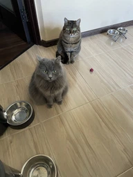 Сухий корм Club 4 Paws для дорослих стерилізованих кішок Преміум 300 г (4820083909252)