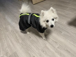 Комбінезон Pet Fashion Rain для собак червоний ML 4823082425655 фото від покупців 1