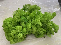 Стабилизированный мох ягель Nordic moss Зеленый травяной светлый 100 грамм фото от покупателей 12