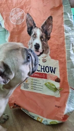 Сухий корм з куркою Purina Dog Chow Пуріна Дог Чао для активних собак 2,5 кг (7613034487858) фото від покупців 4