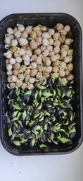Набір для вирощування мікрозелені Panda microgreen на 14 врожаїв (ТОП 10 видів культур) фото от покупателей 2