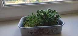 Набір для вирощування мікрозелені Panda microgreen на 14 врожаїв (ТОП 10 видів культур) фото от покупателей 1