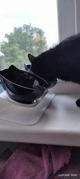 Миска для кота двойная с нескользящей наклонной подставкой из ABS пластика Feeding Bowl прозрачная (FВ-26428) фото от покупателей 4