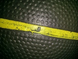 М'яч баскетбольний Wilson MVP WTB9019XB07 розмір 7