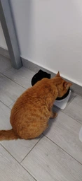 Миска для кота двойная с нескользящей наклонной подставкой из ABS пластика Feeding Bowl прозрачная (FВ-26428) фото от покупателей 1